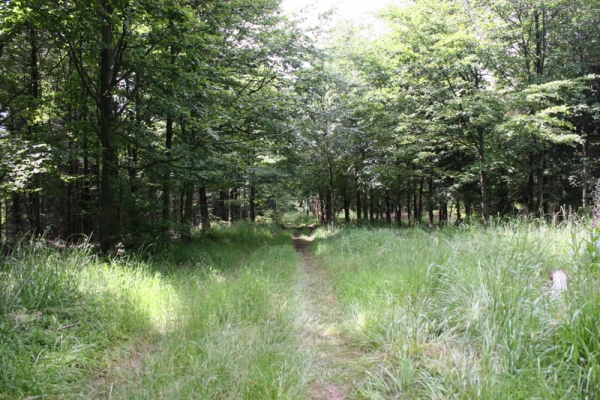 Ścieżka z Sokołówki na Magurkę Wilkowicką